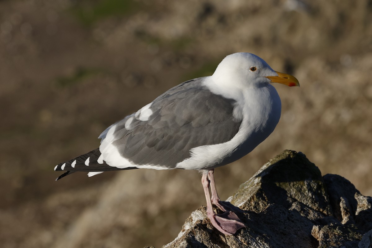 アメリカオオセグロカモメ - ML646139838