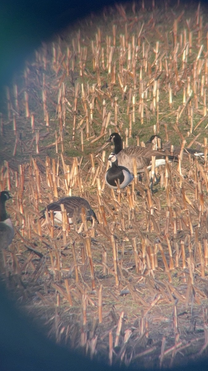 Barnacle Goose - ML646139839