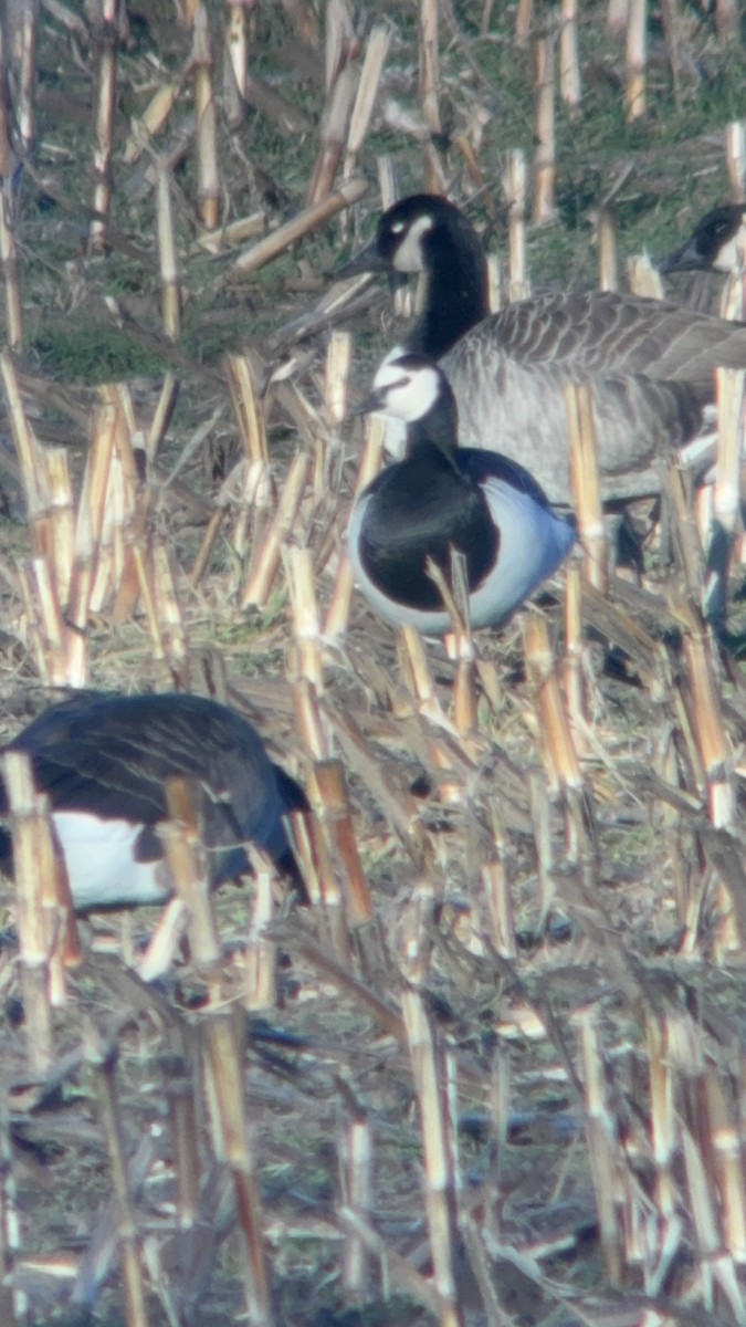 Barnacle Goose - ML646139840