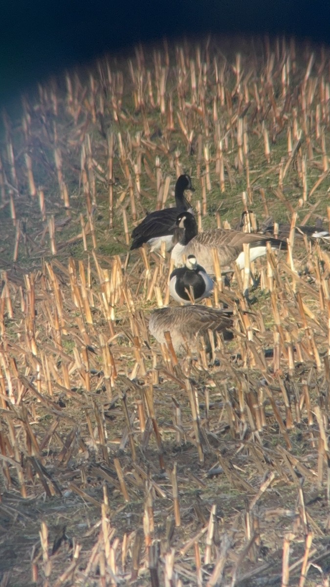 Barnacle Goose - ML646139841