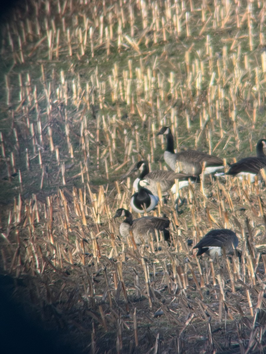 Barnacle Goose - ML646139842