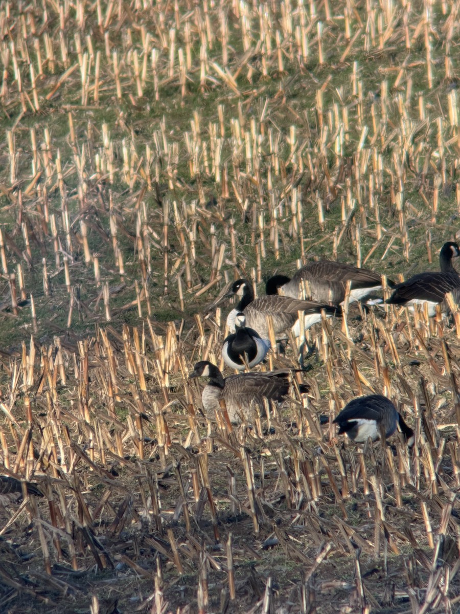 Barnacle Goose - ML646139843