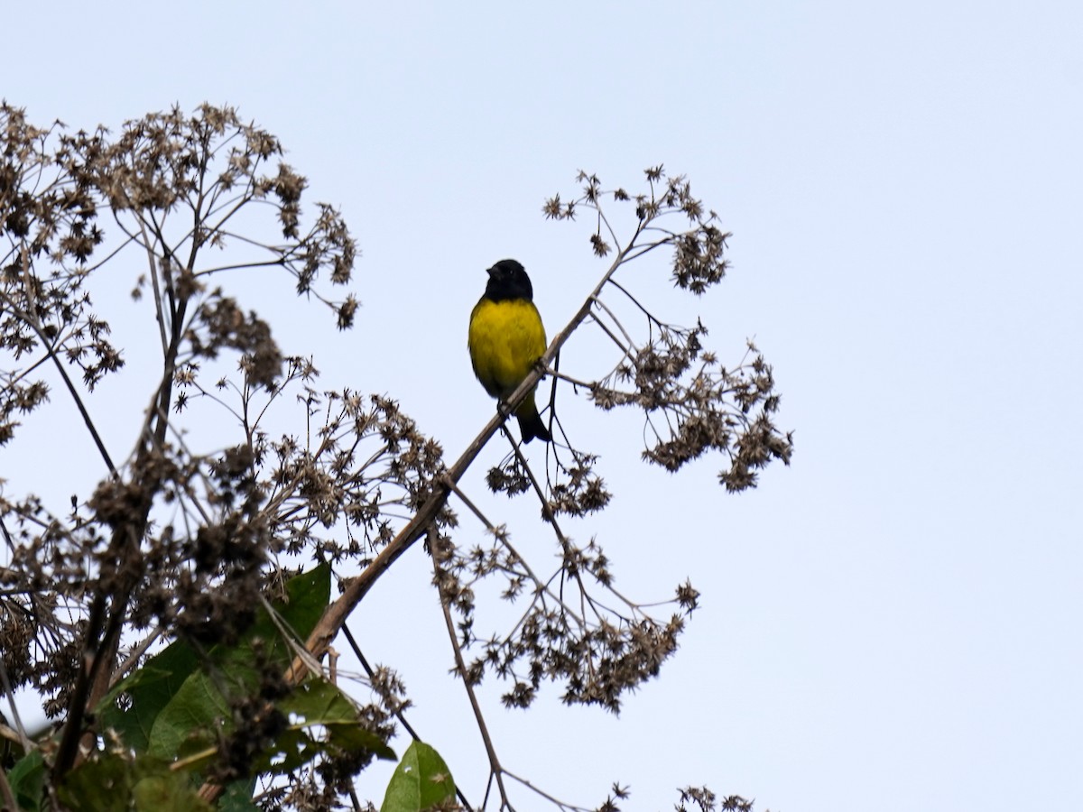 Yellow-bellied Siskin - ML646139848