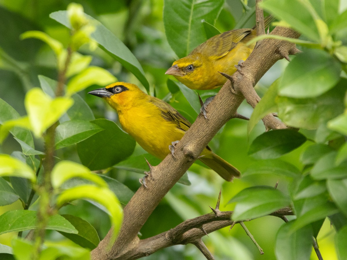 Olive-naped Weaver - ML646139849