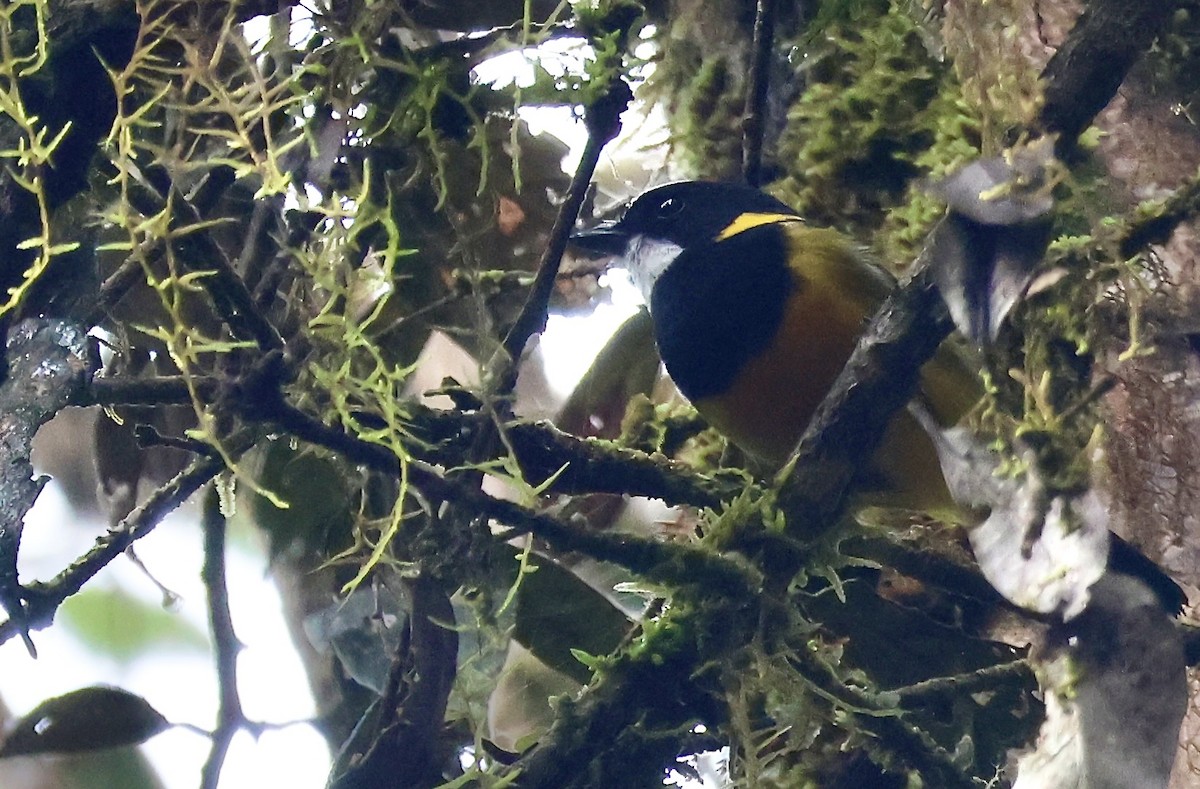 Regent Whistler - ML646139850