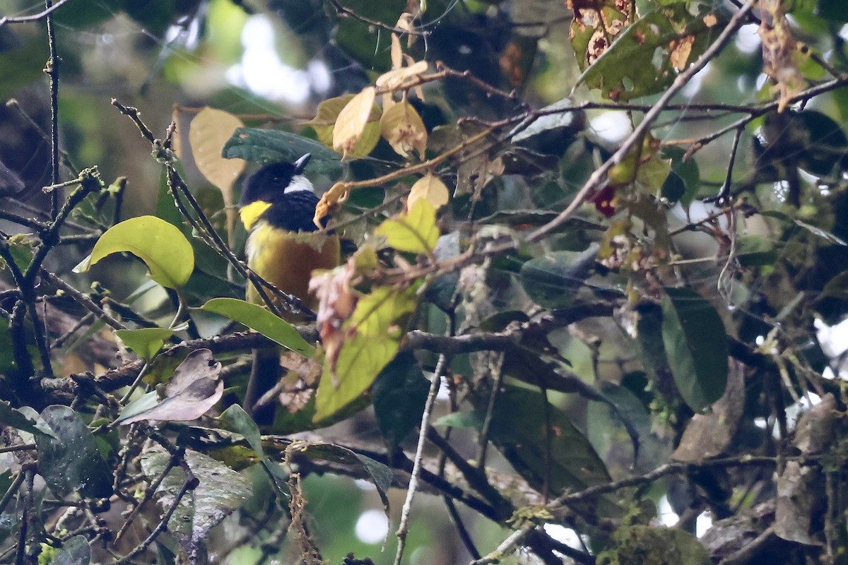 Regent Whistler - ML646139851