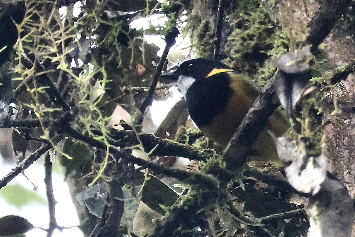 Regent Whistler - ML646139852