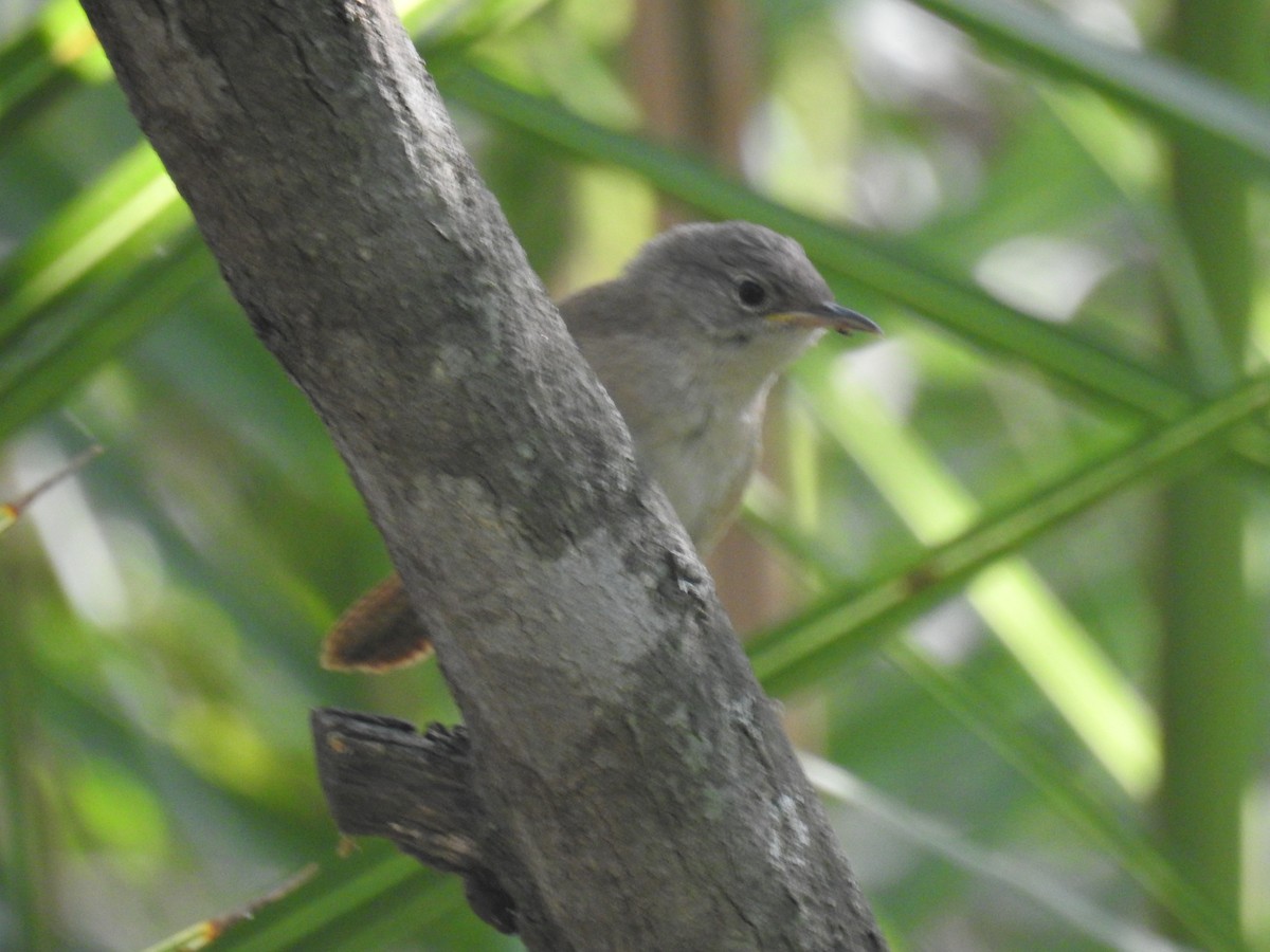 Southern House Wren - ML646139853