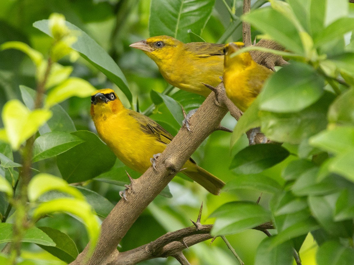 Olive-naped Weaver - ML646139854