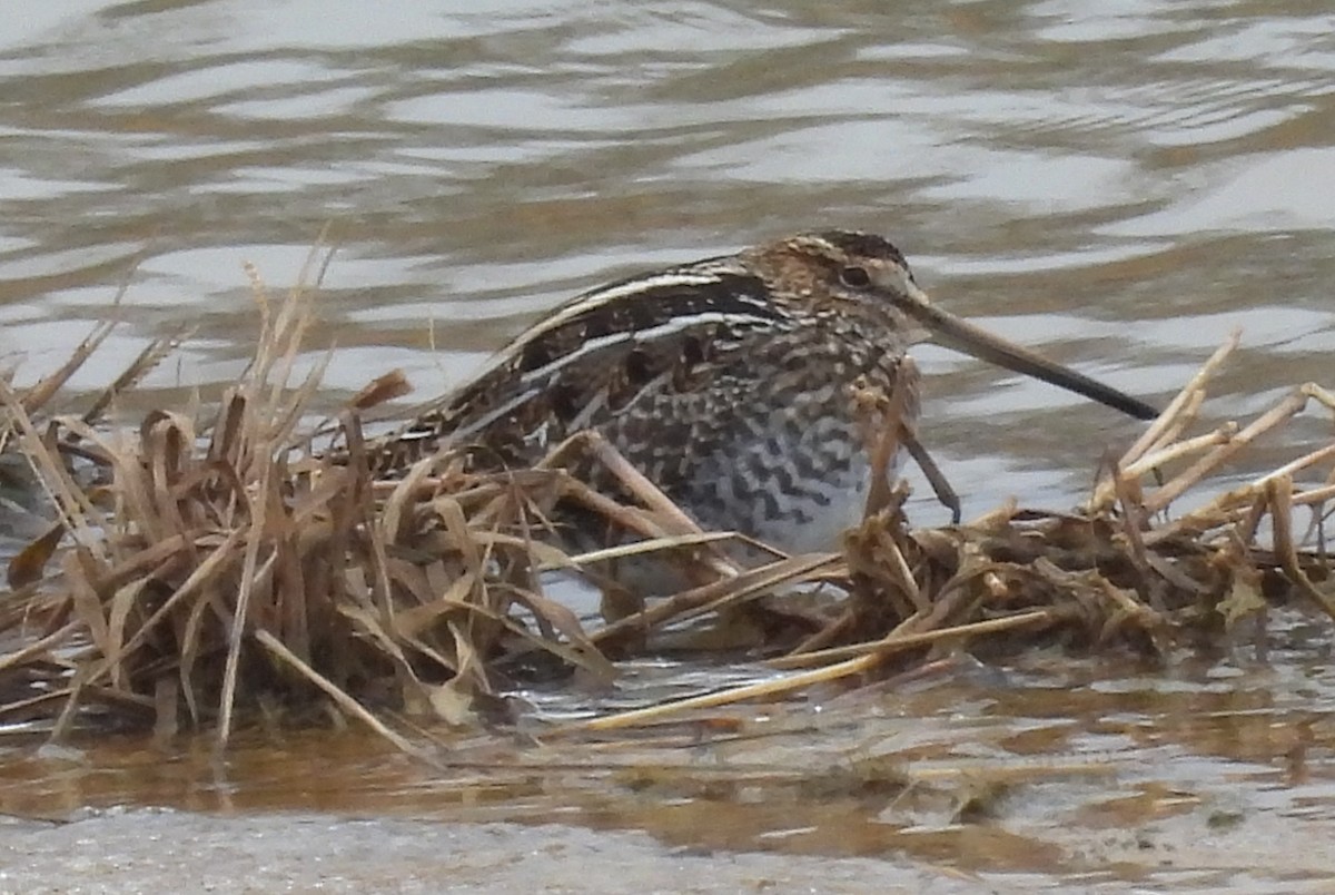 Wilson's Snipe - ML646139863