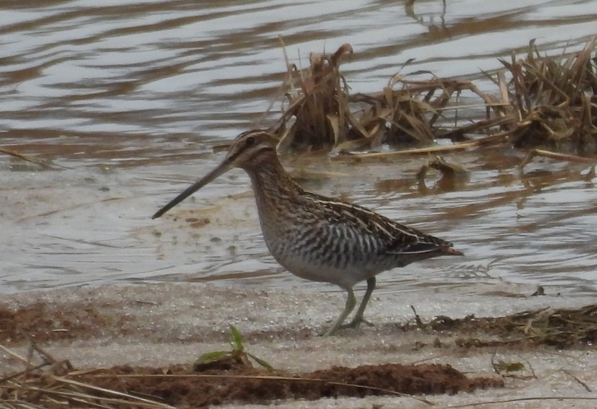 Wilson's Snipe - ML646139865