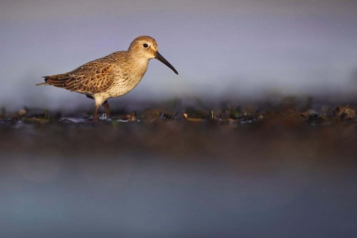 Dunlin - ML646139866