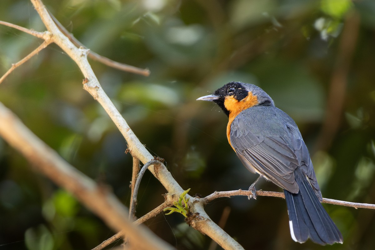 Australian Spectacled Monarch - ML646139869