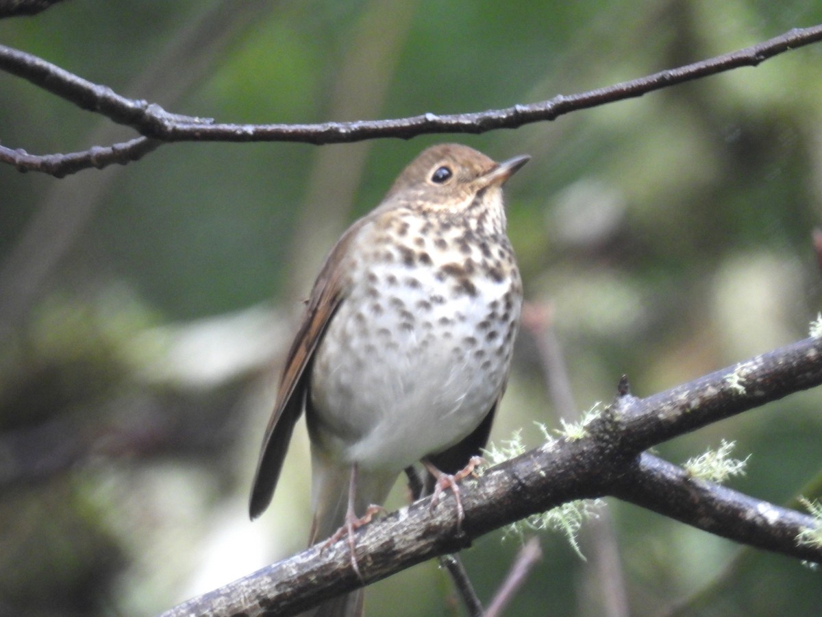 Hermit Thrush - ML646139873