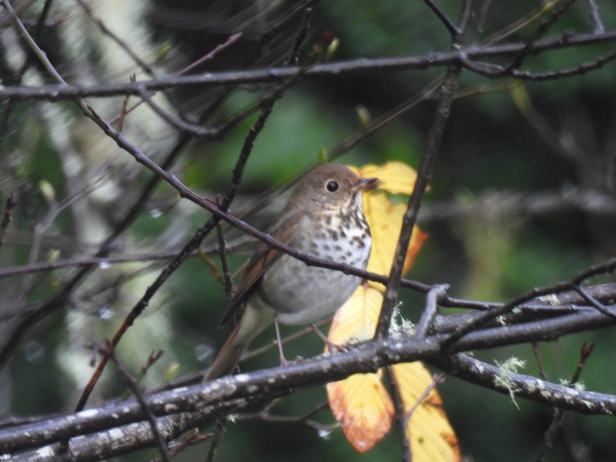 Hermit Thrush - ML646139876