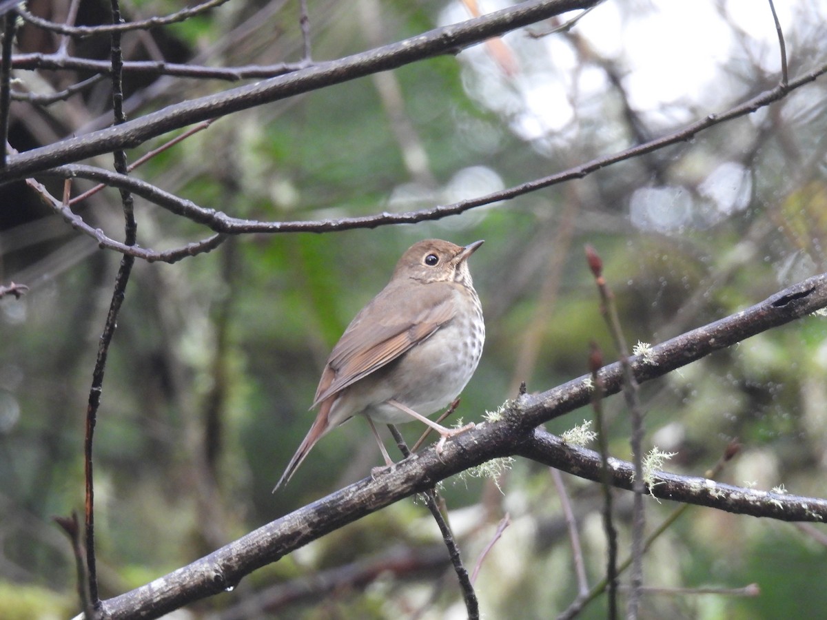 Hermit Thrush - ML646139878