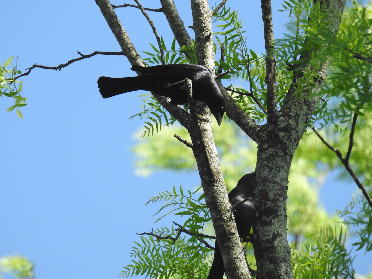 Shiny Cowbird - ML646139890