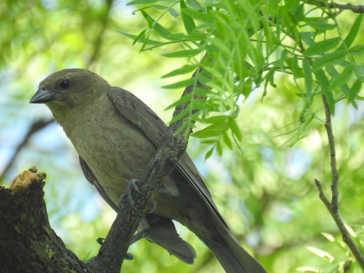 Shiny Cowbird - ML646139891