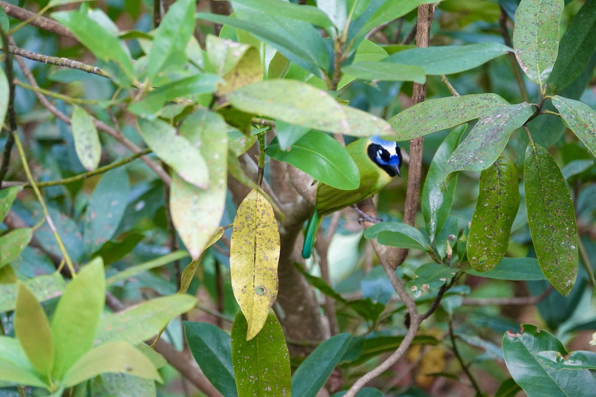 sojka zelenavá - ML646139904