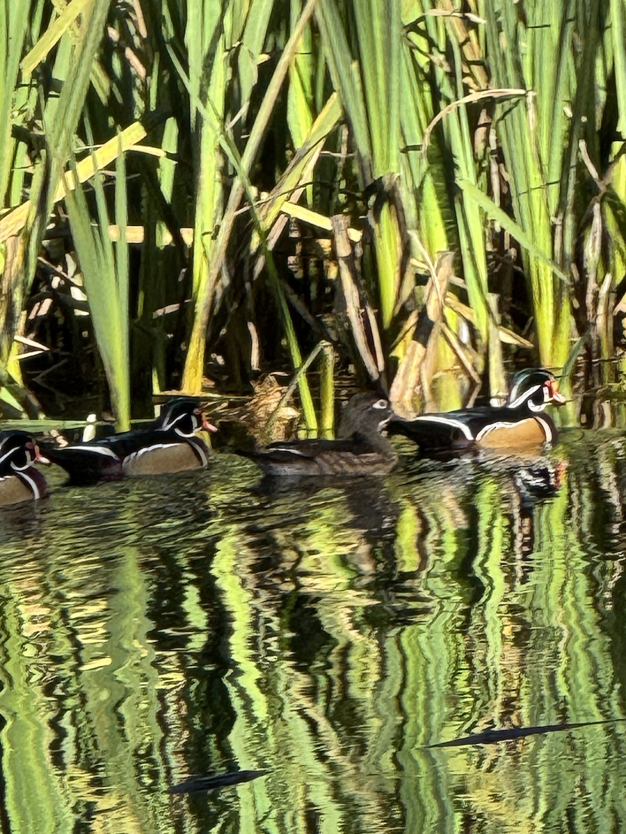 Wood Duck - ML646139906