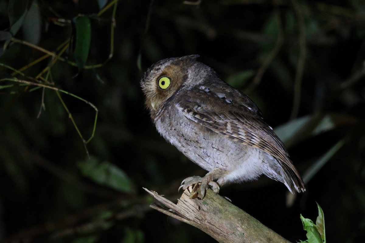 Mountain Scops-Owl - ML646139909