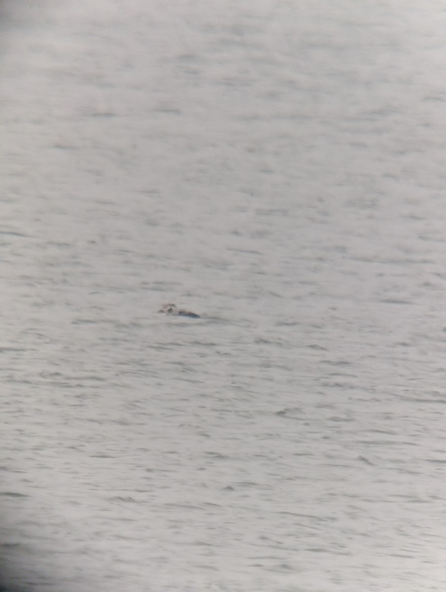 Eisente - ML646139911