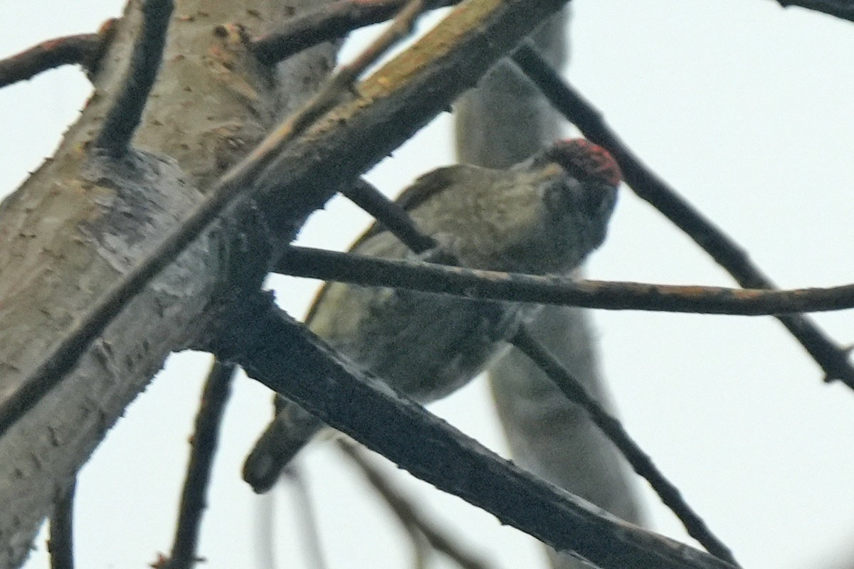 Fine-barred Piculet - ML646139913