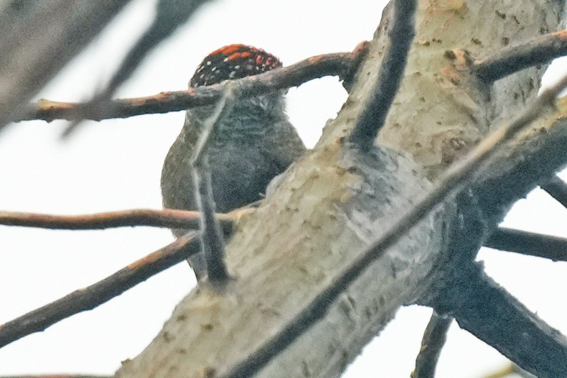 Fine-barred Piculet - ML646139914