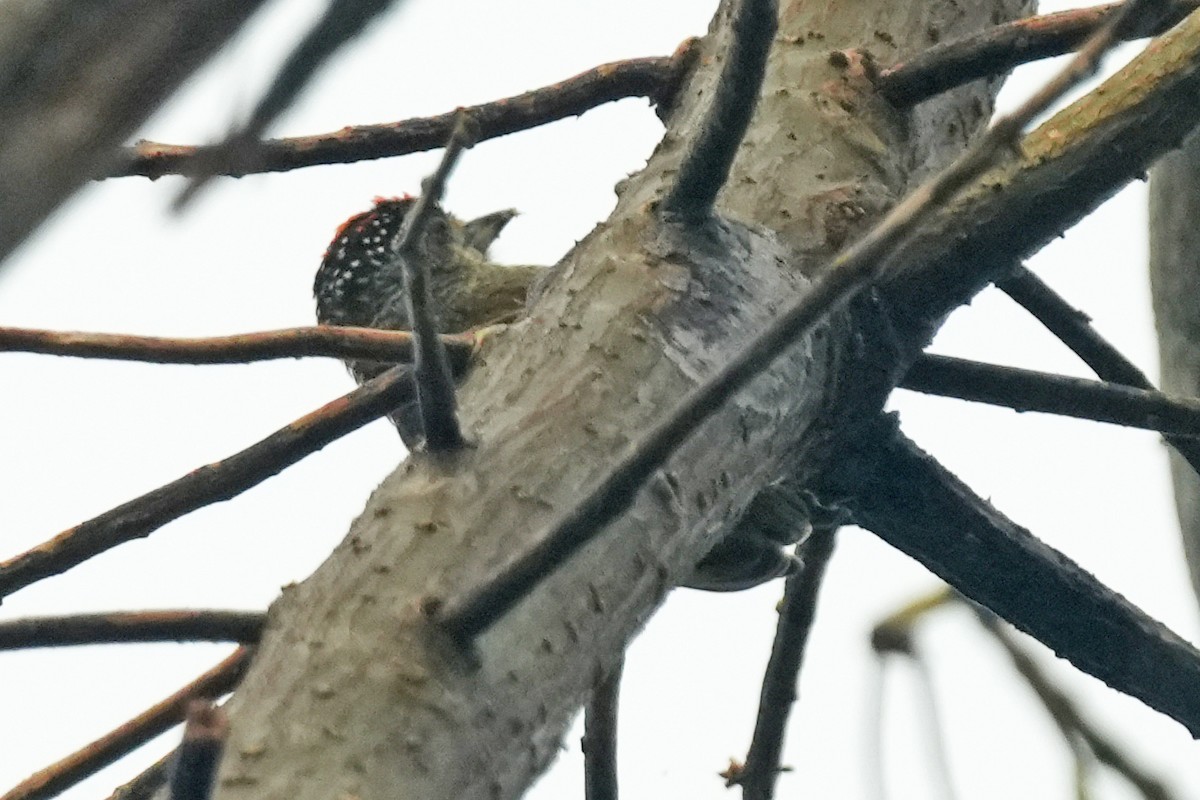 Fine-barred Piculet - ML646139915
