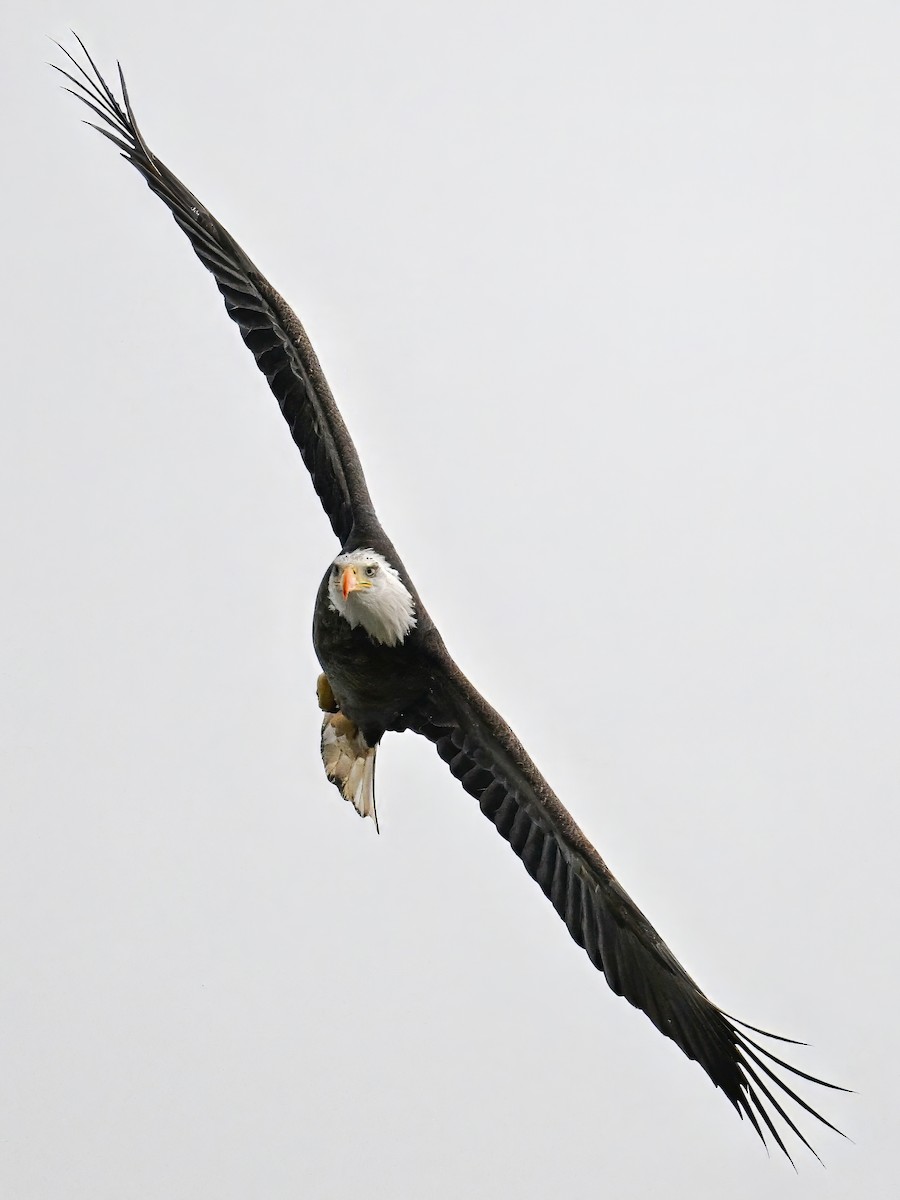 Bald Eagle - ML646139916