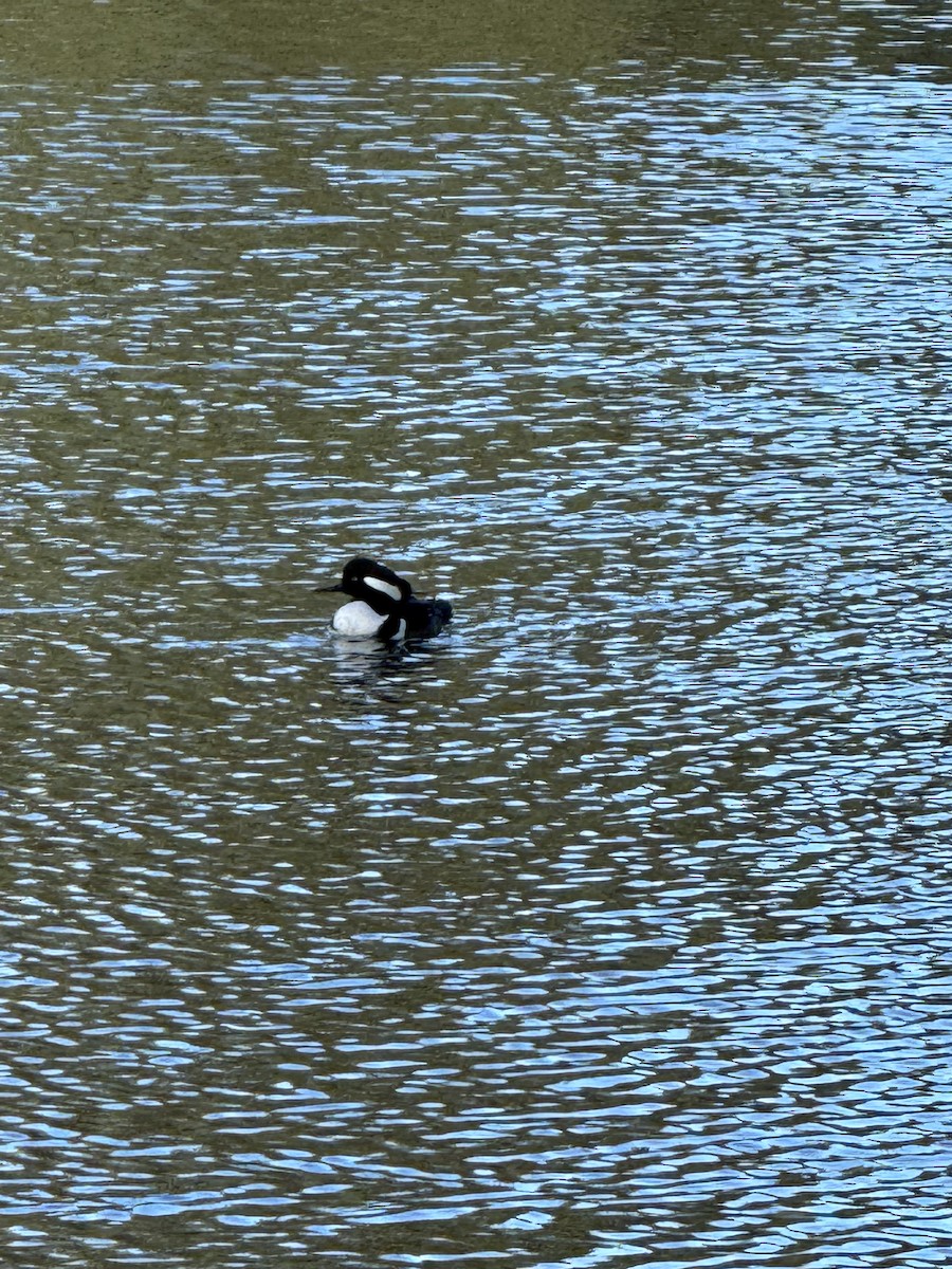Hooded Merganser - ML646139917