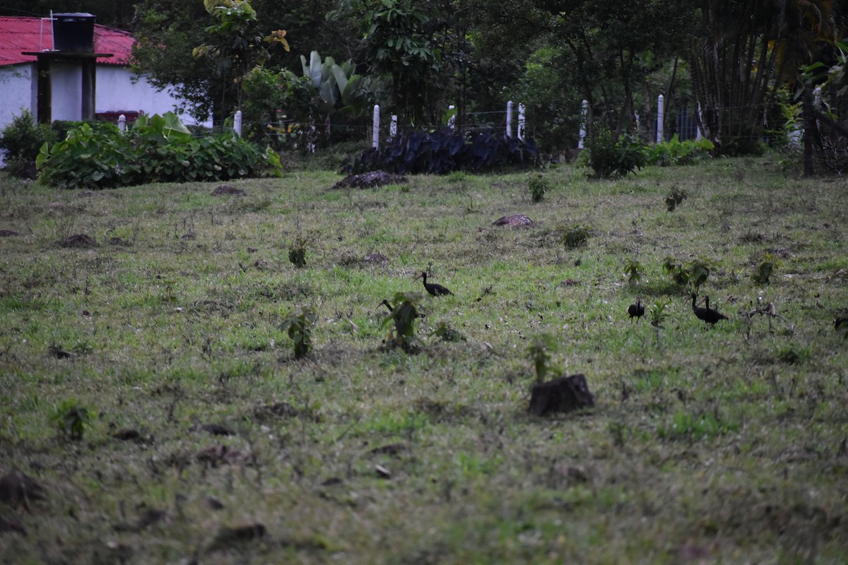 Bare-faced Ibis - ML646139920