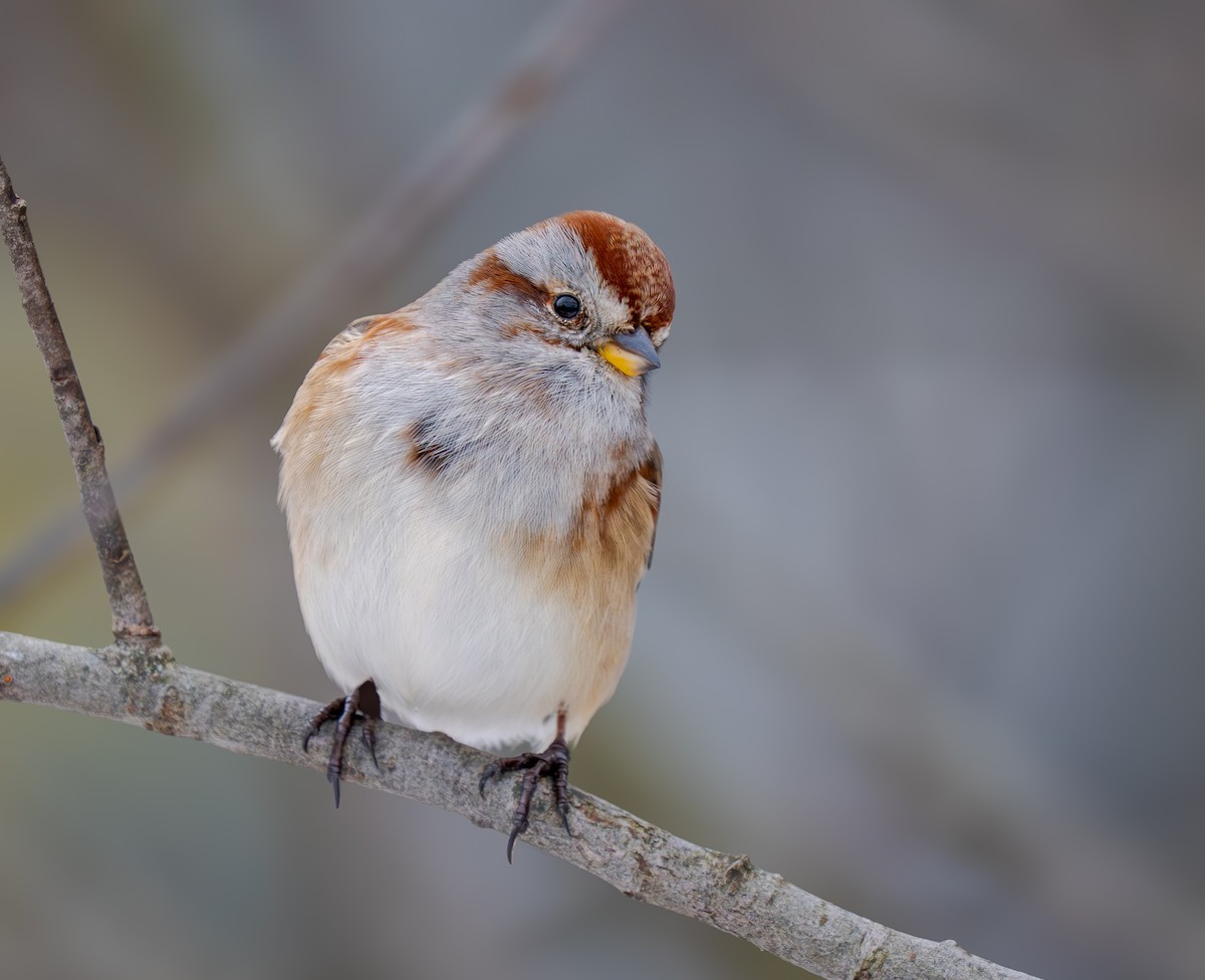 strnádka pokřovní - ML646139921