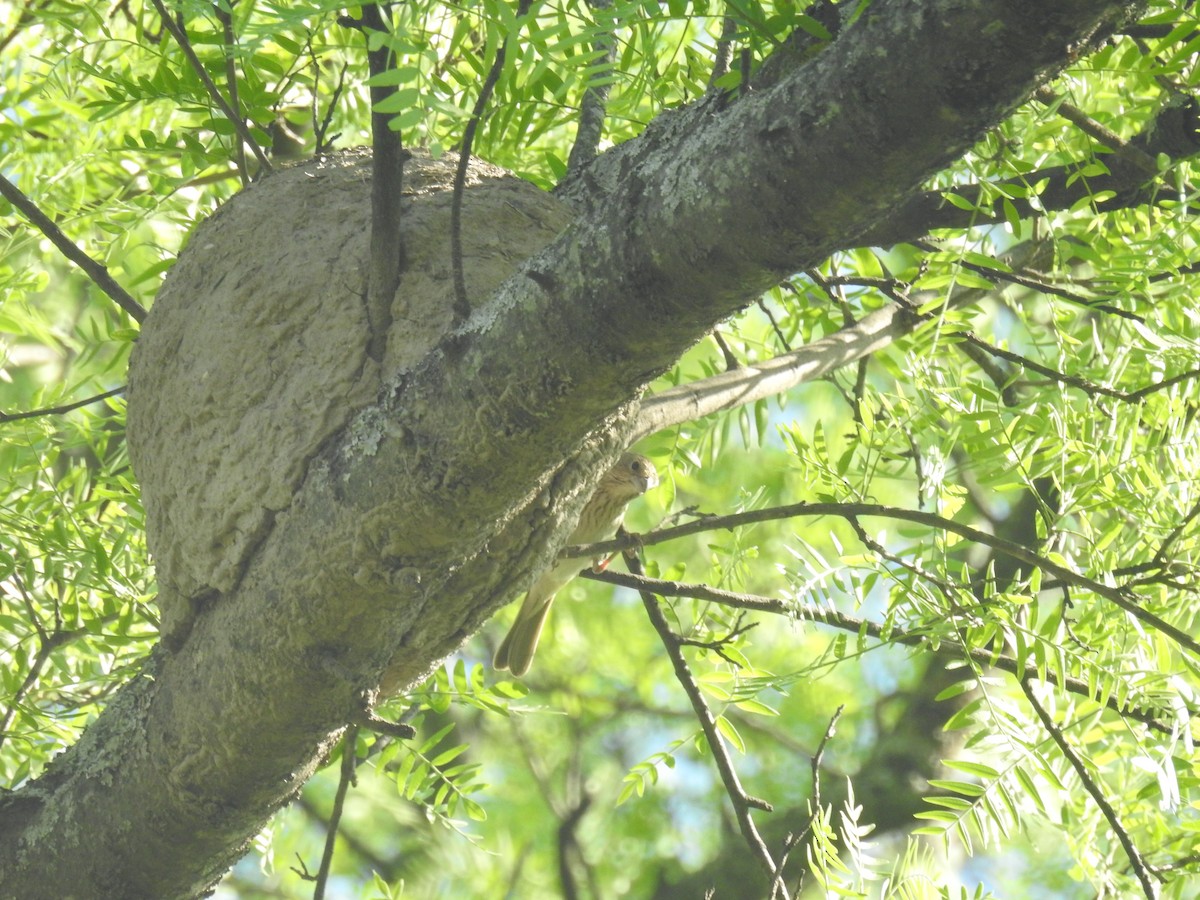 Saffron Finch - ML646139924