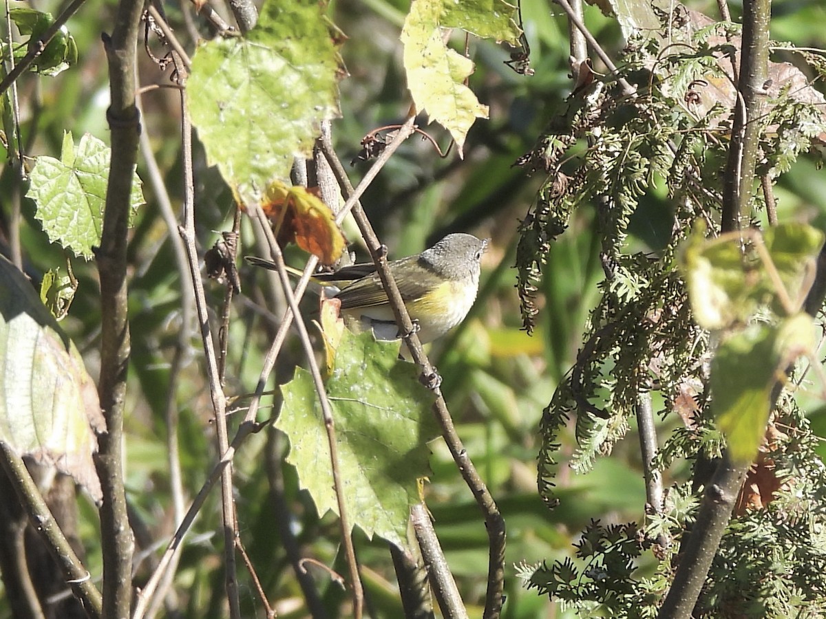 American Redstart - ML646139929