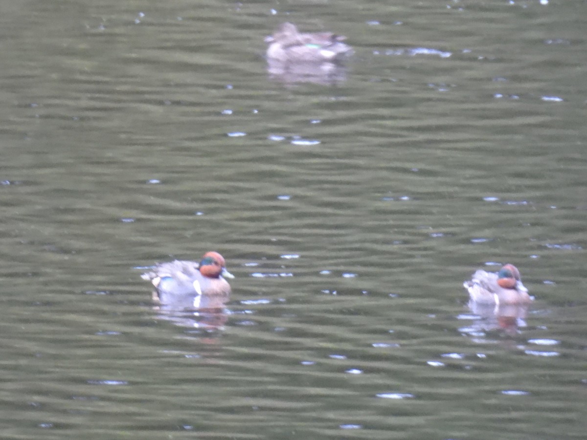 Green-winged Teal - ML646139930