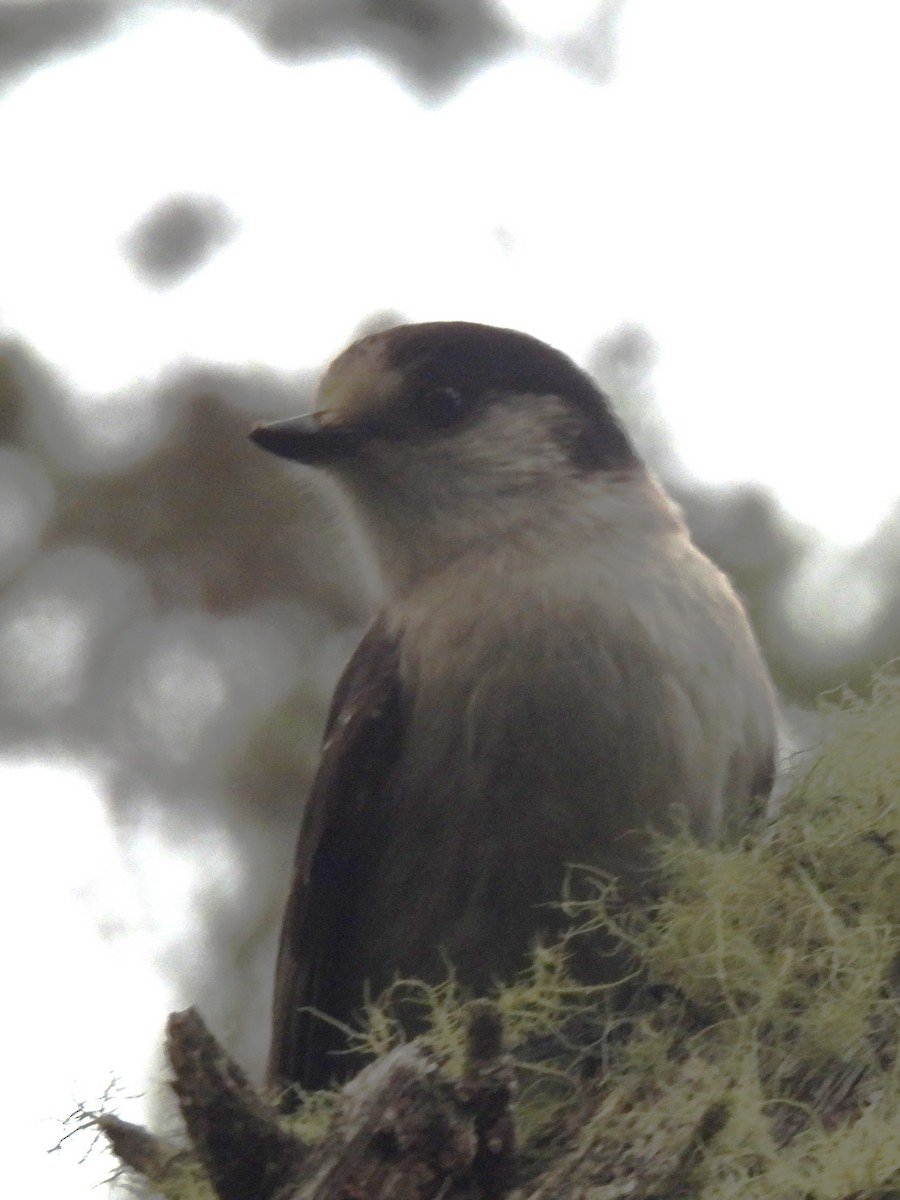 Canada Jay (Pacific) - ML646139936