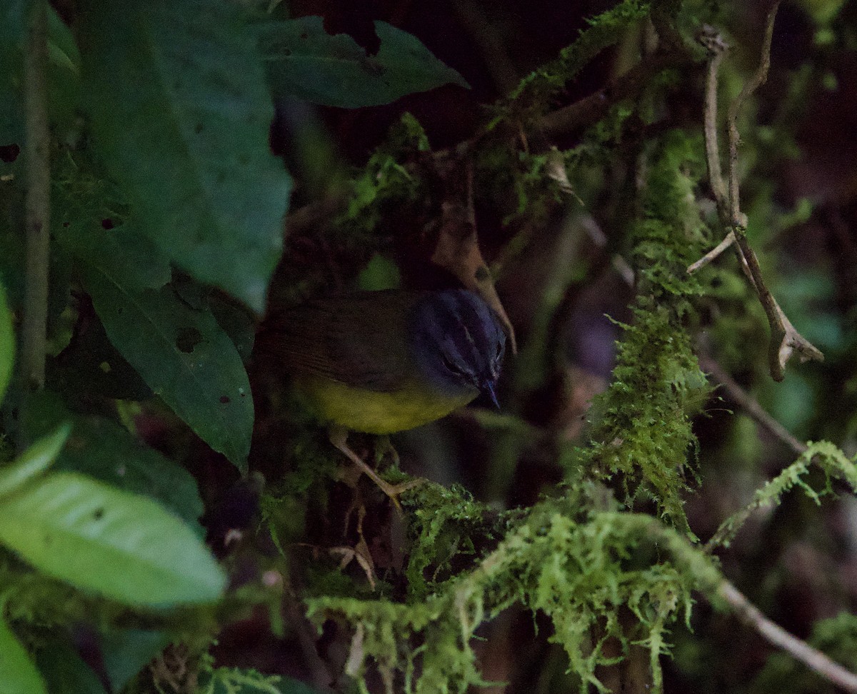 White-lored Warbler - ML646139937