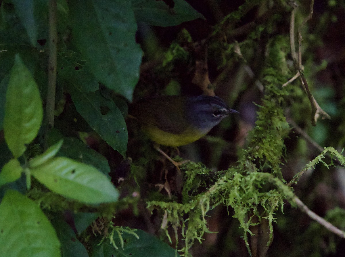 White-lored Warbler - ML646139939