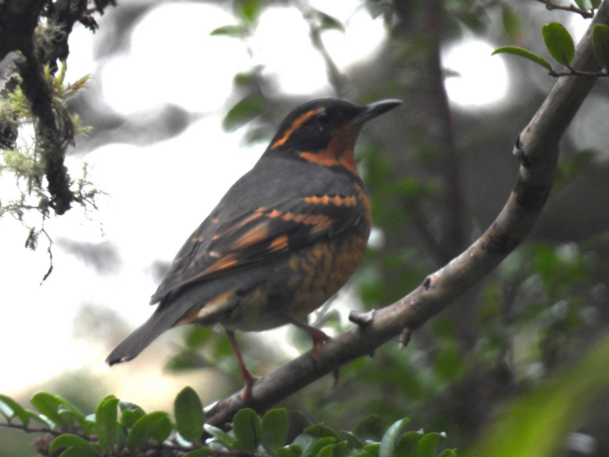 Varied Thrush - ML646139941