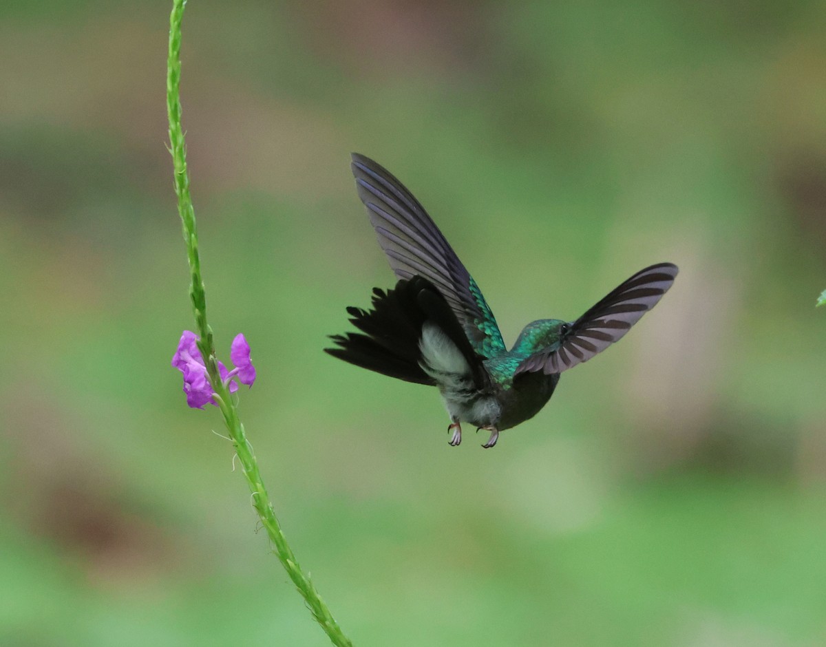 White-vented Plumeleteer - ML646139948