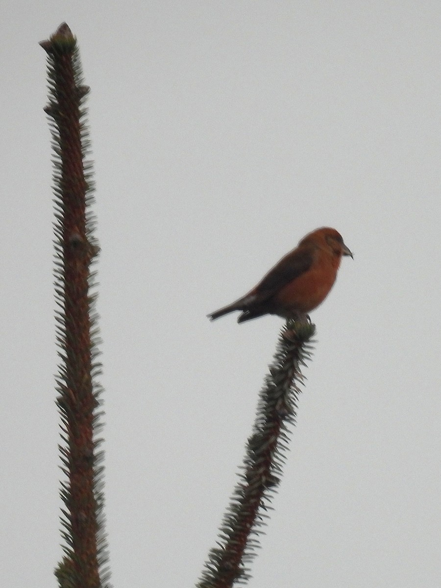 Red Crossbill - ML646139950