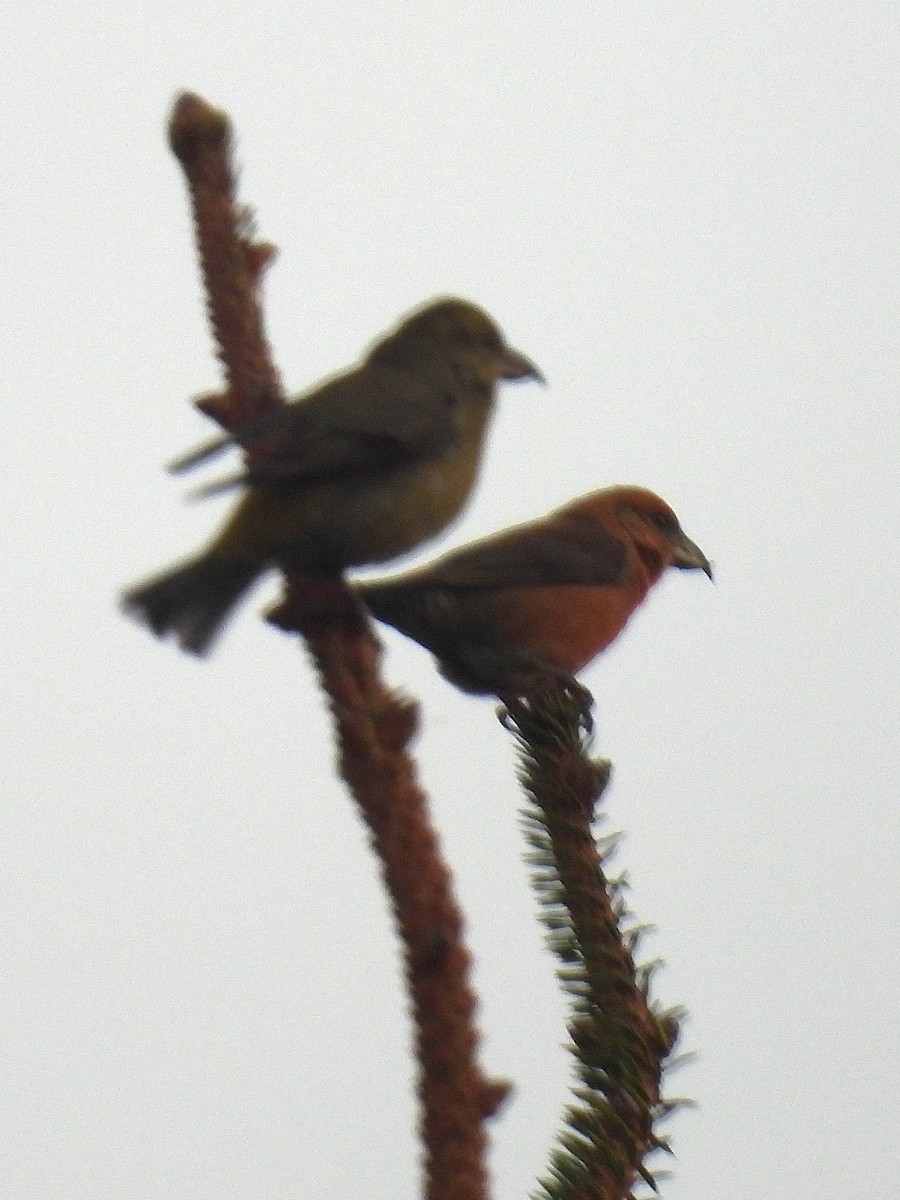 Red Crossbill - ML646139951