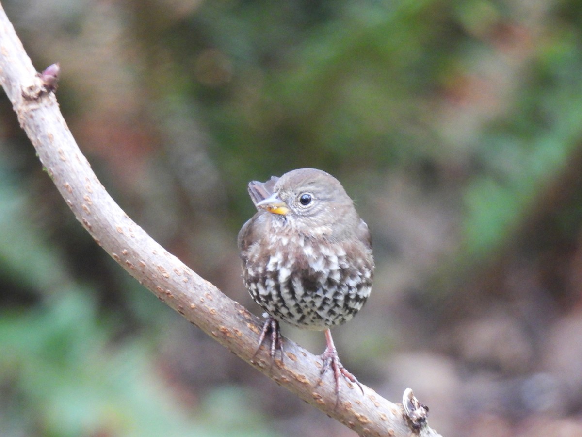 Fox Sparrow (Sooty) - ML646139978