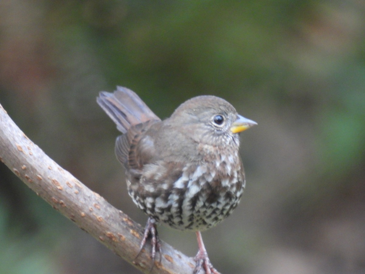 Fox Sparrow (Sooty) - ML646139979