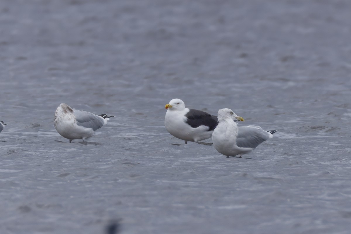 racek mořský - ML646139984