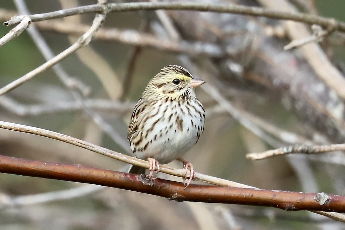 Savannah Sparrow - ML646139993