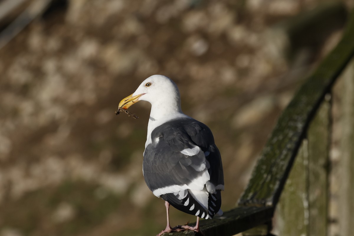アメリカオオセグロカモメ - ML646140000