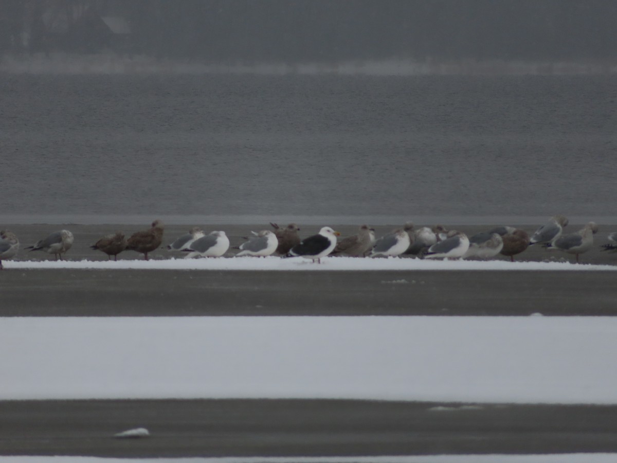 racek mořský - ML646140006