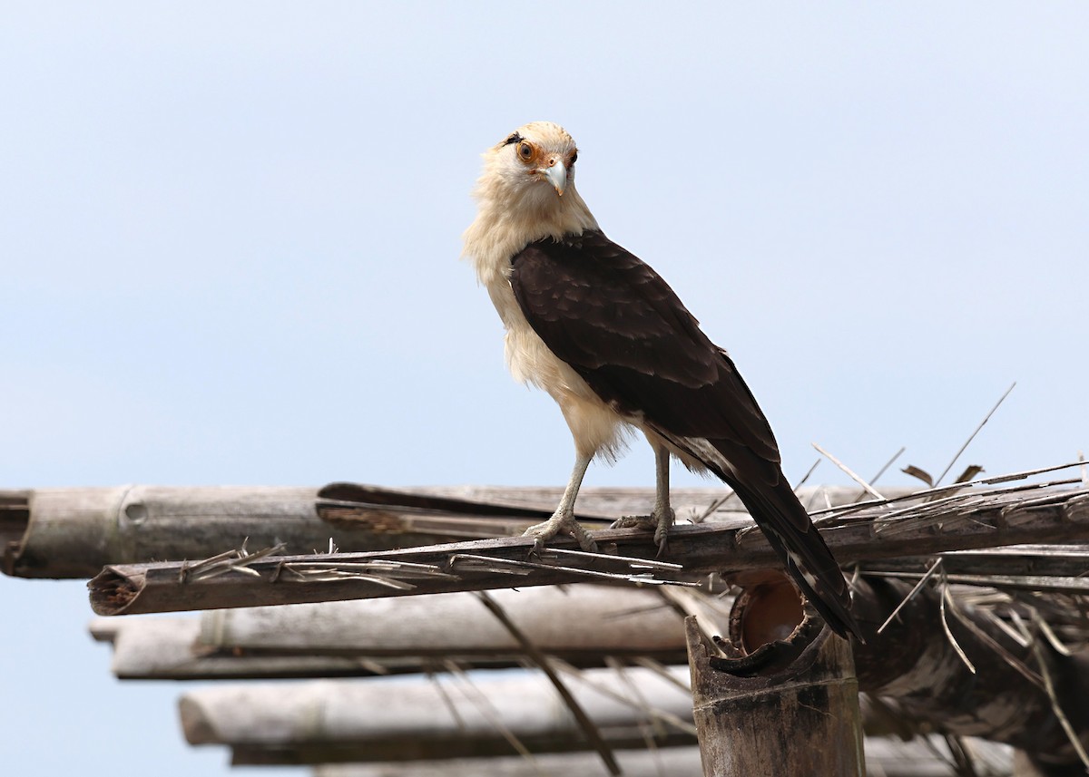 Yellow-headed Caracara - ML646140011